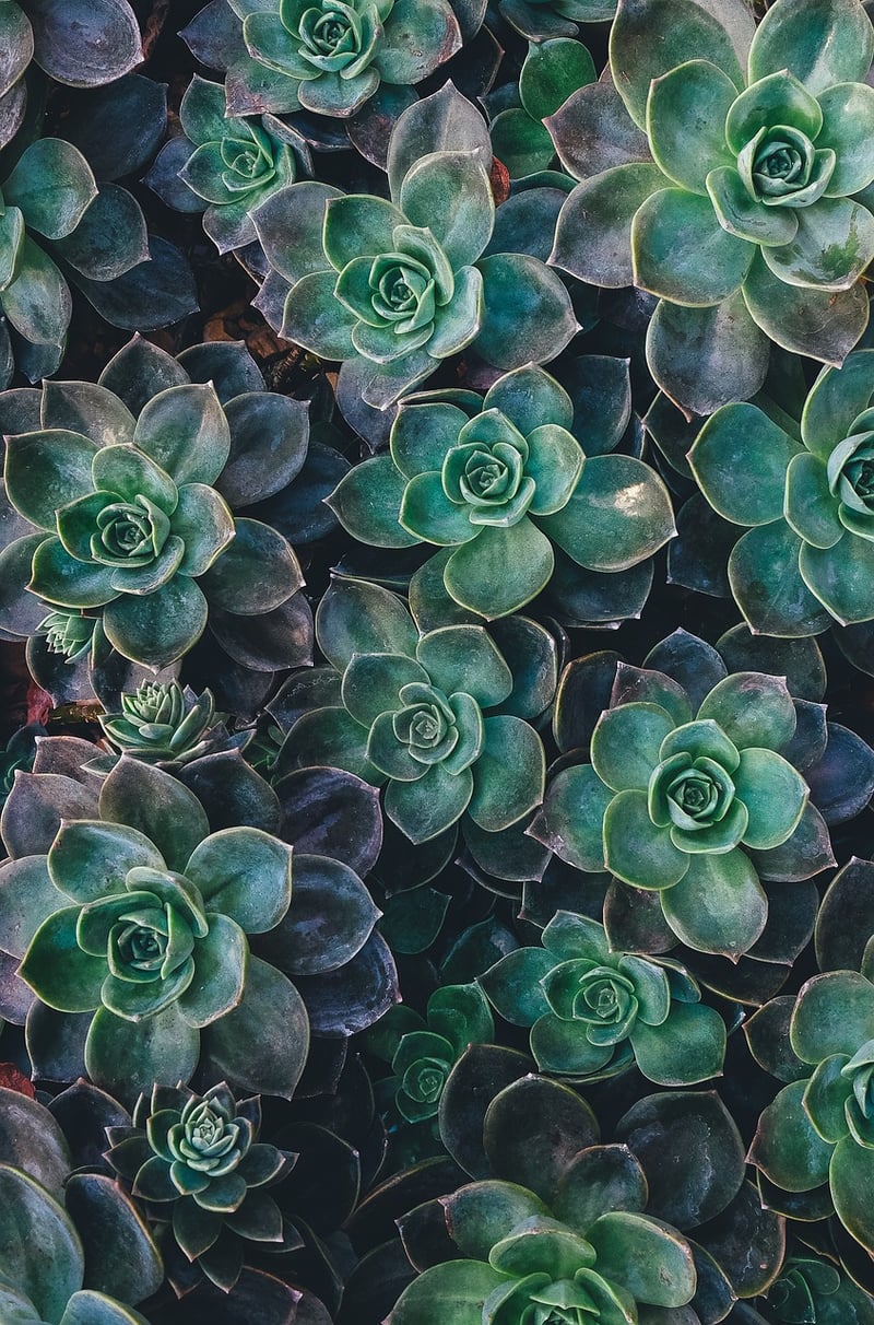 Succulent Favors